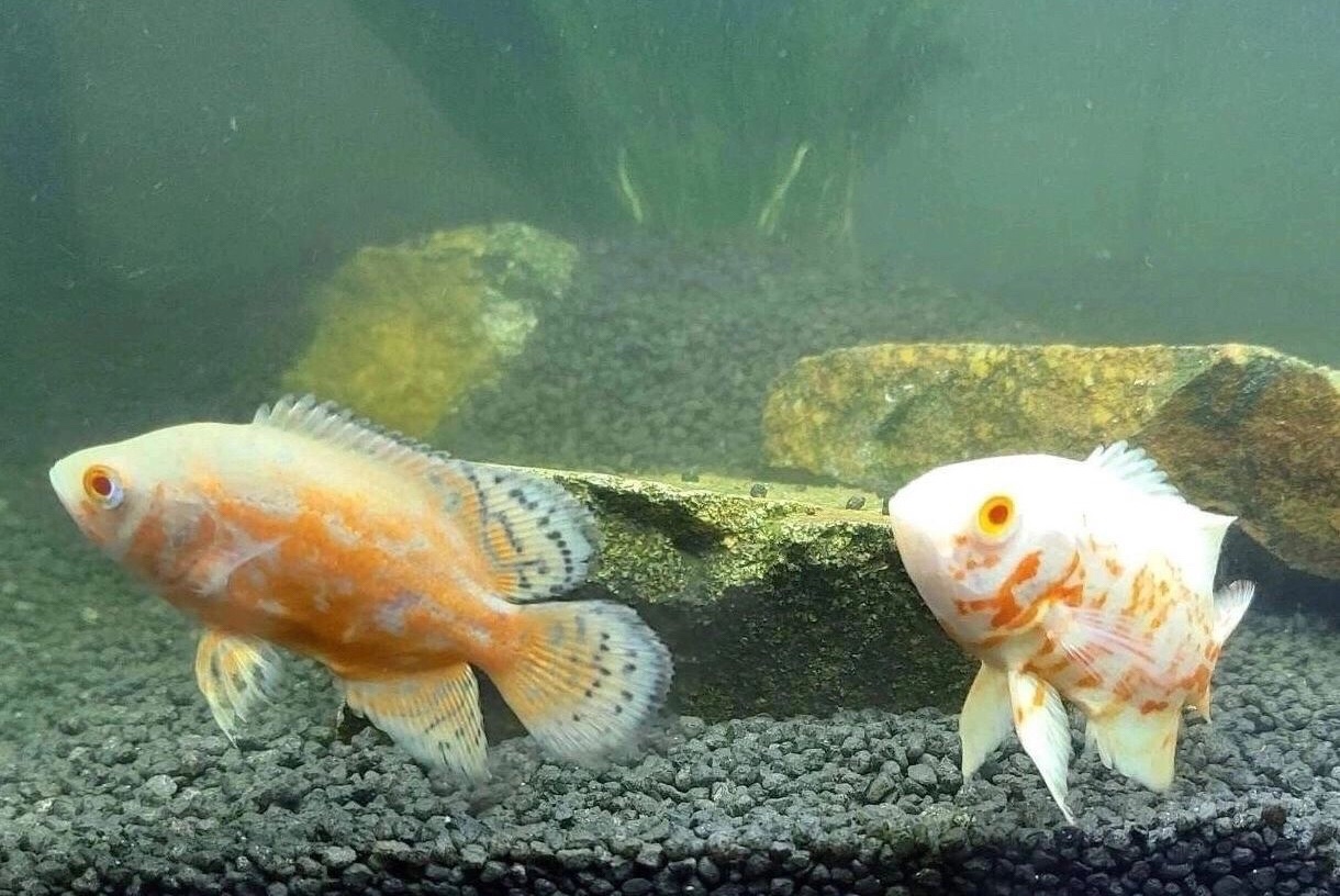 Aquarium