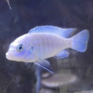Cichlids