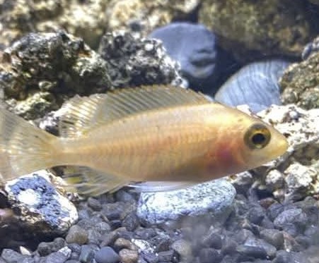 Golden Peacock Cichlids