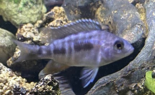 5 O.B Cichlids