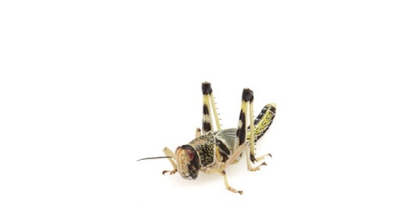Live Insect Tubs - Locusts Medium
