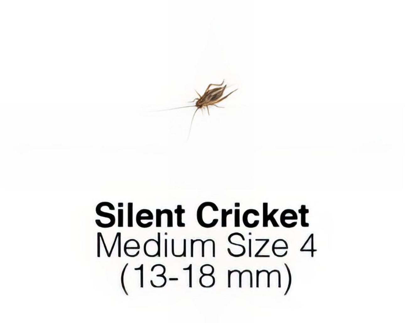 Live Insect Tubs - Silent Crickets Medium