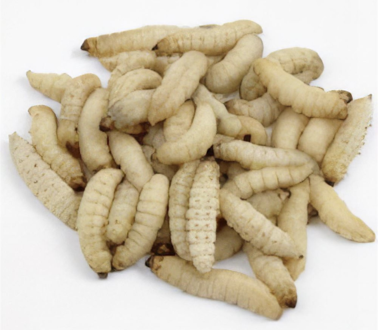 Live Insect Tubs - Waxworms