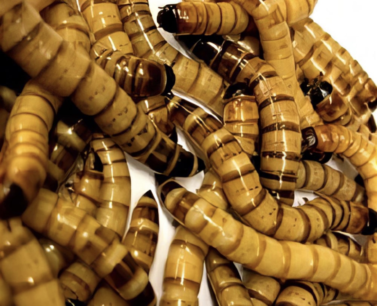 Live Insect Tubs