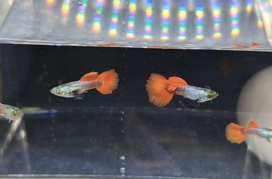 Platinum Red Tailed Dumbo Male Guppies – High Grade - Image 2