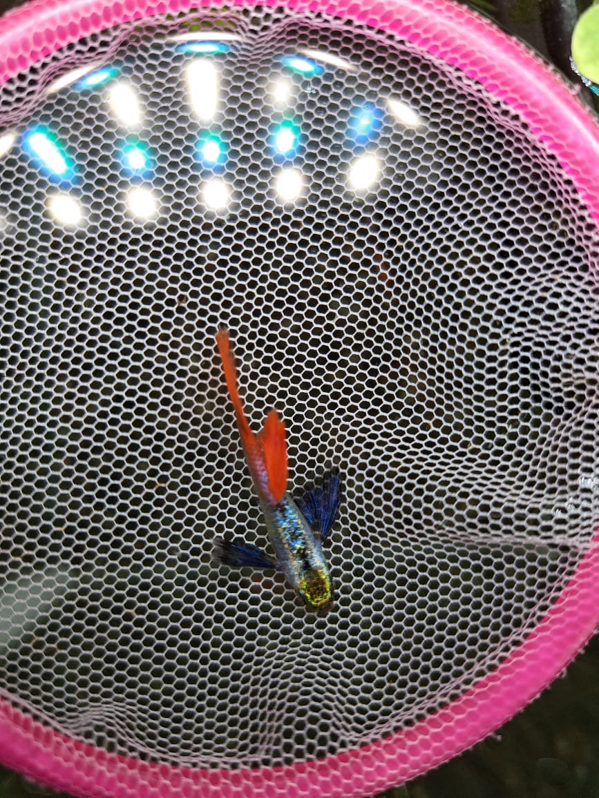 Platinum Red Tailed Dumbo Male Guppies – High Grade - Image 3