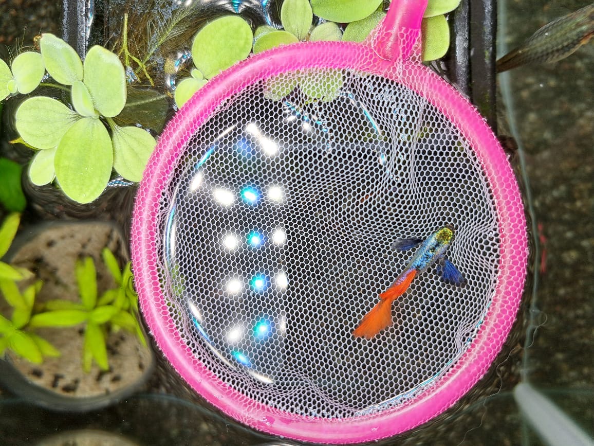 Platinum Red Tailed Dumbo Male Guppies – High Grade - Image 4