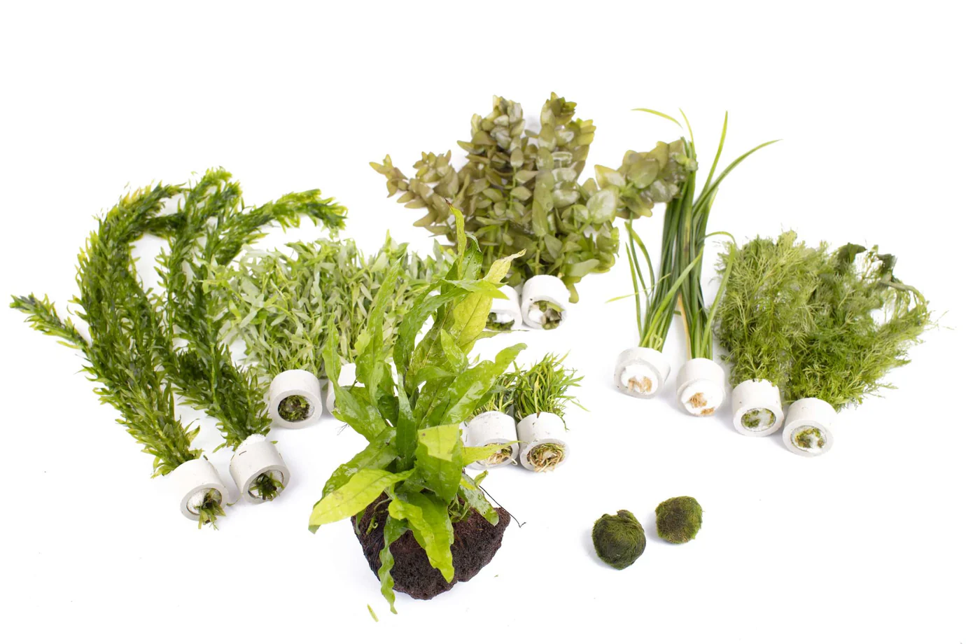 Beginner Plant Bundle - Small