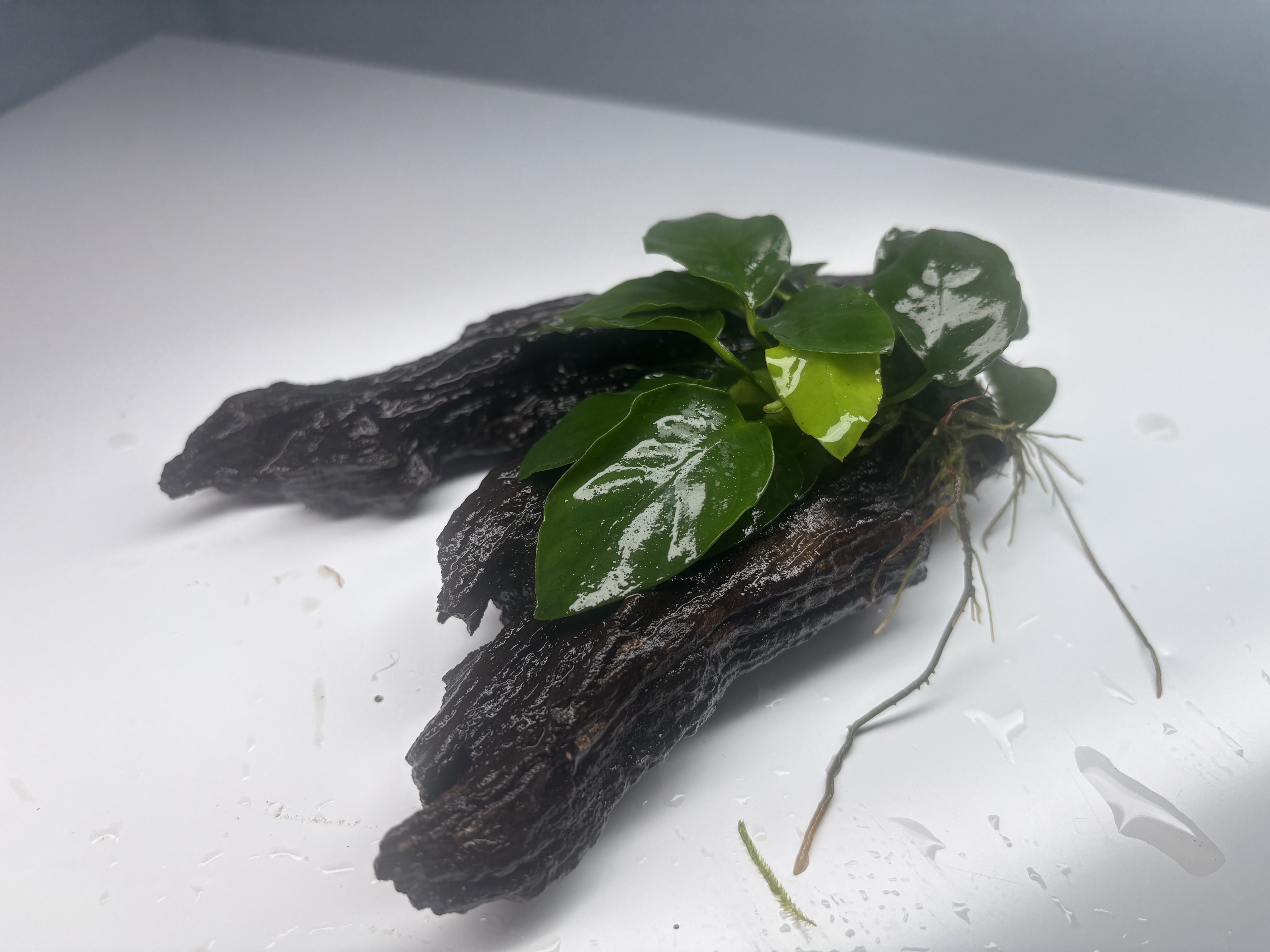 Anubias Barteri Var. Nana On Wood