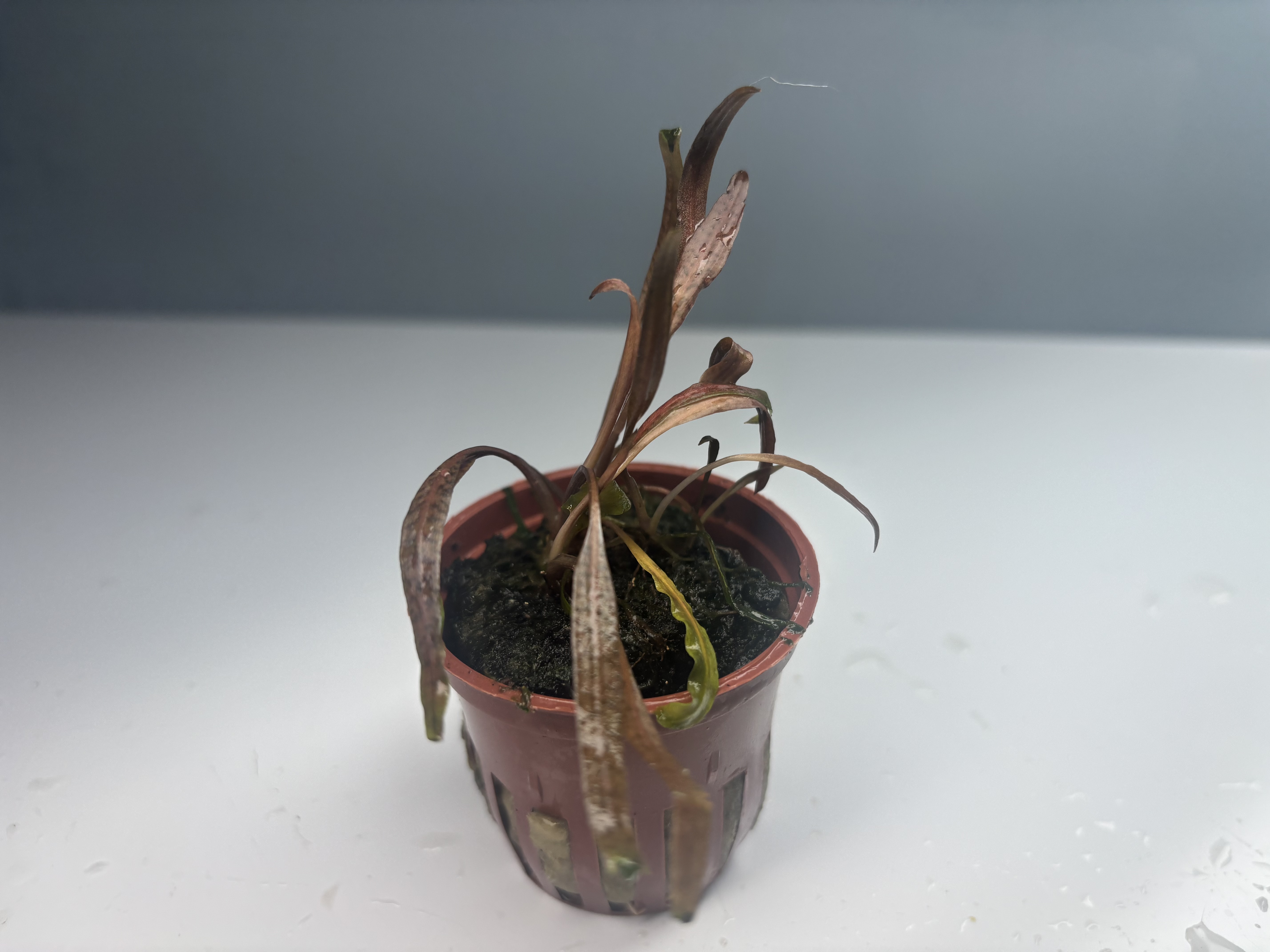 Cryptocoryne Wendtii 'Brown' POTTED