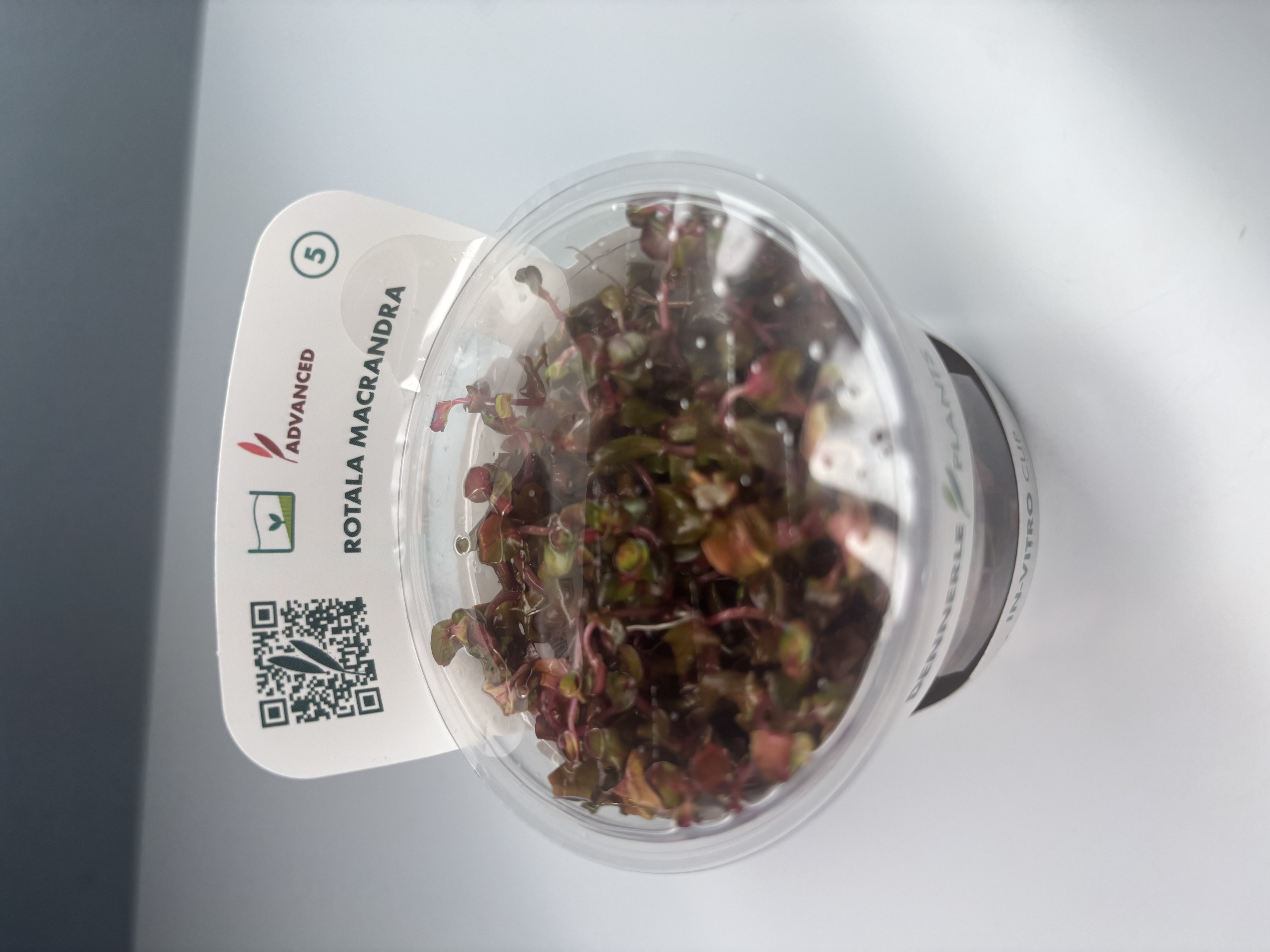 Rotala Macranda