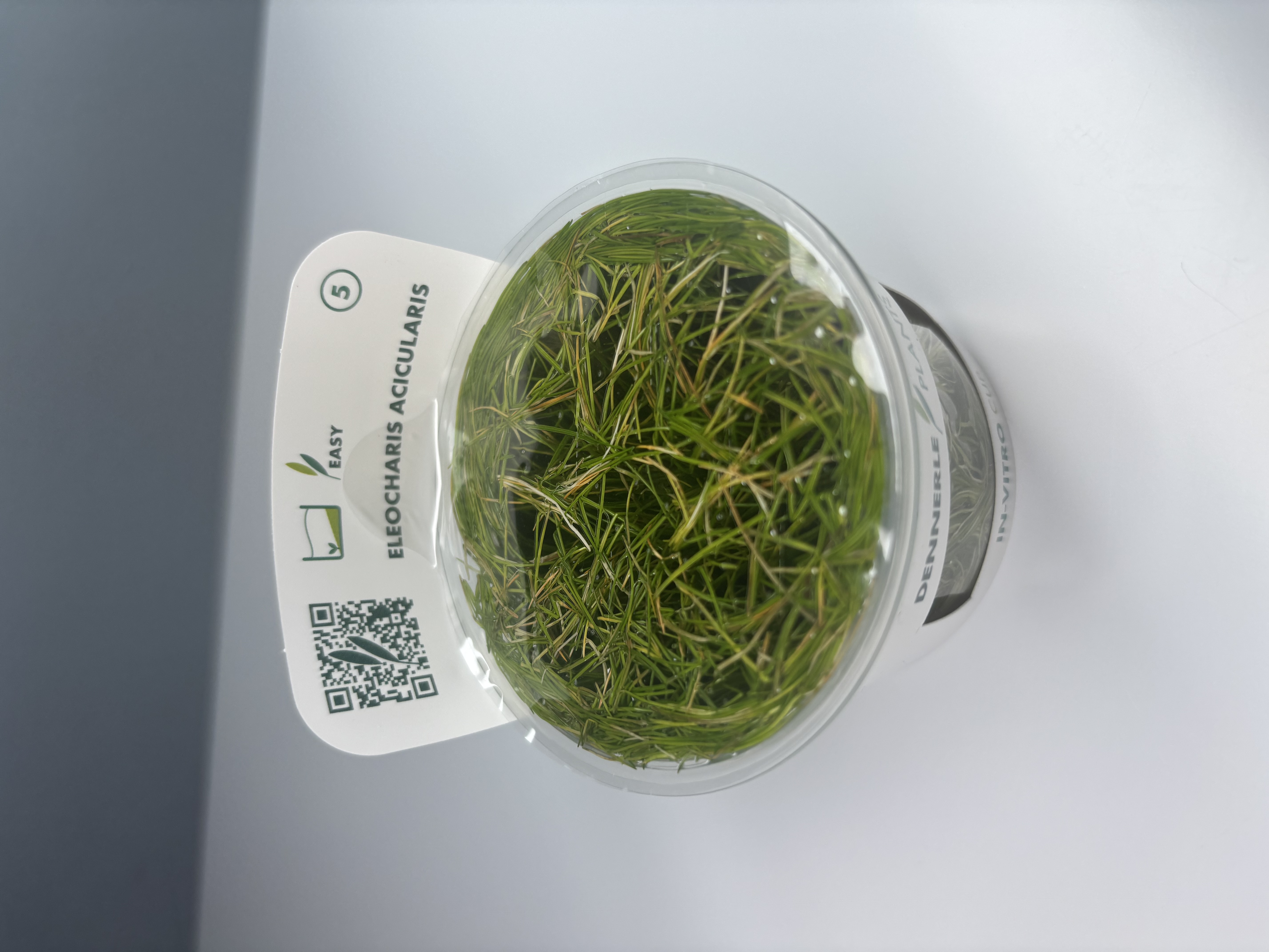 Bacopa Caroliniana