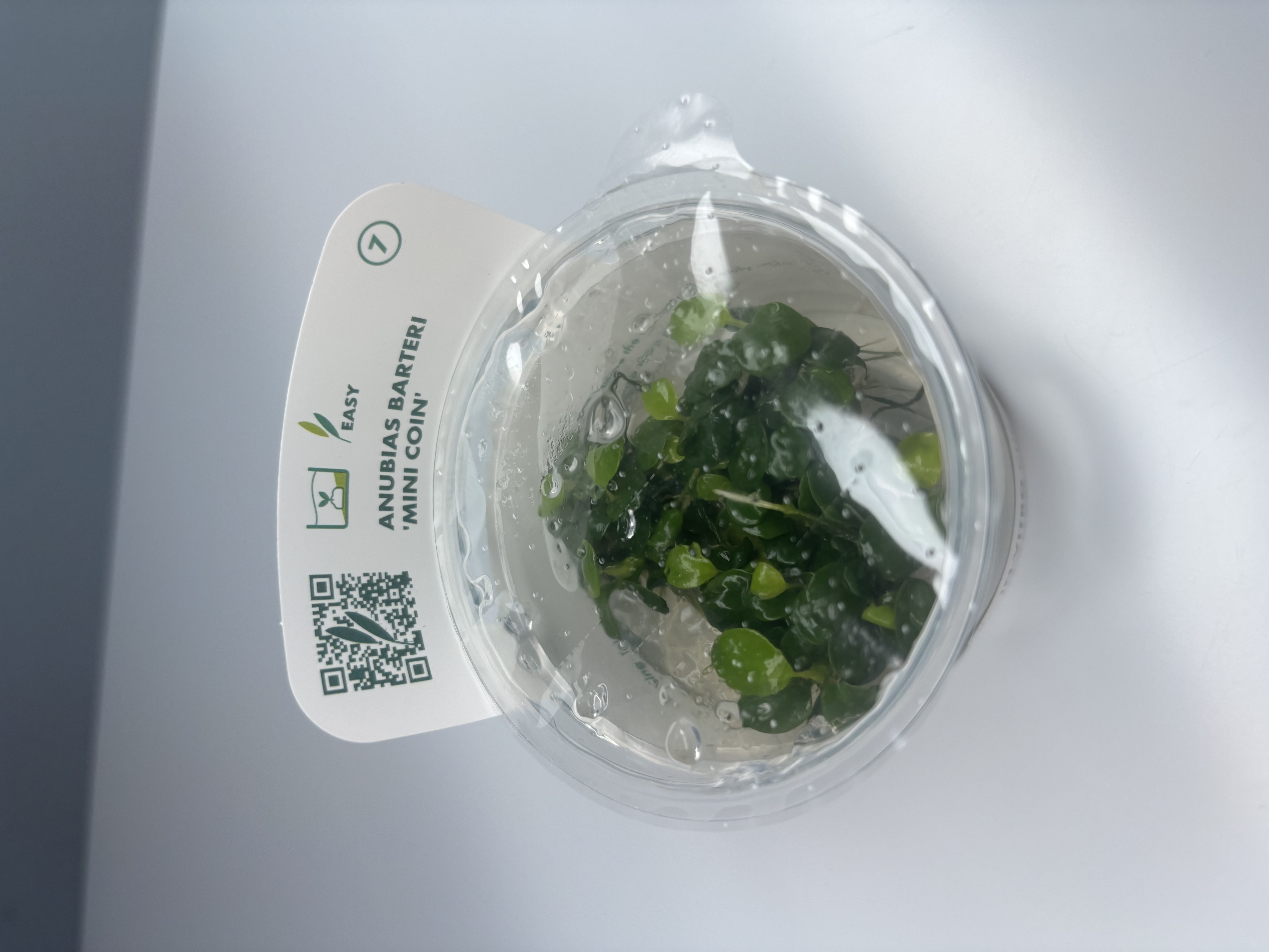 Anubias Barteri 'Mini Coin'