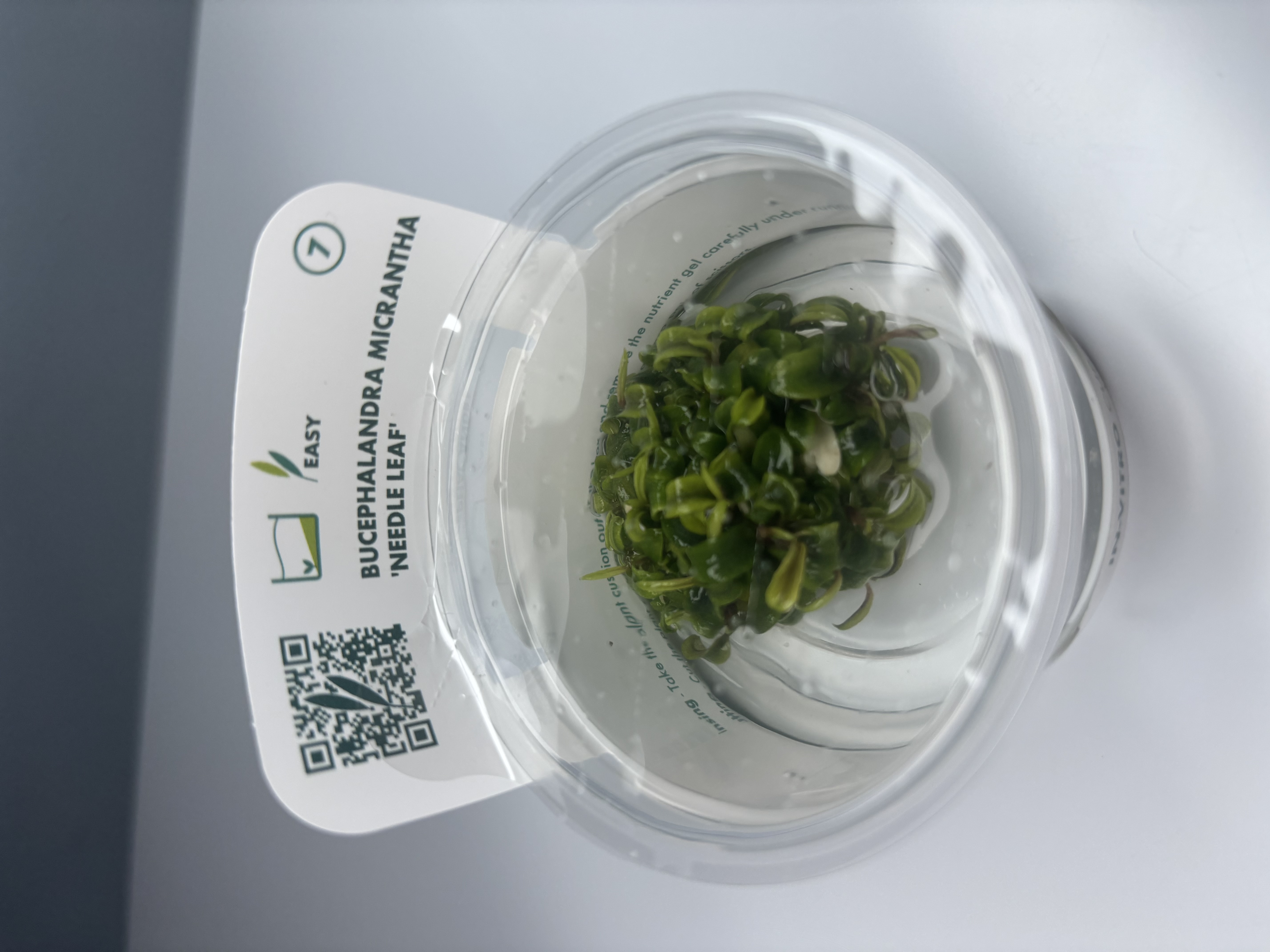 Bucephalandra Micrantha 'Needle Leaf'