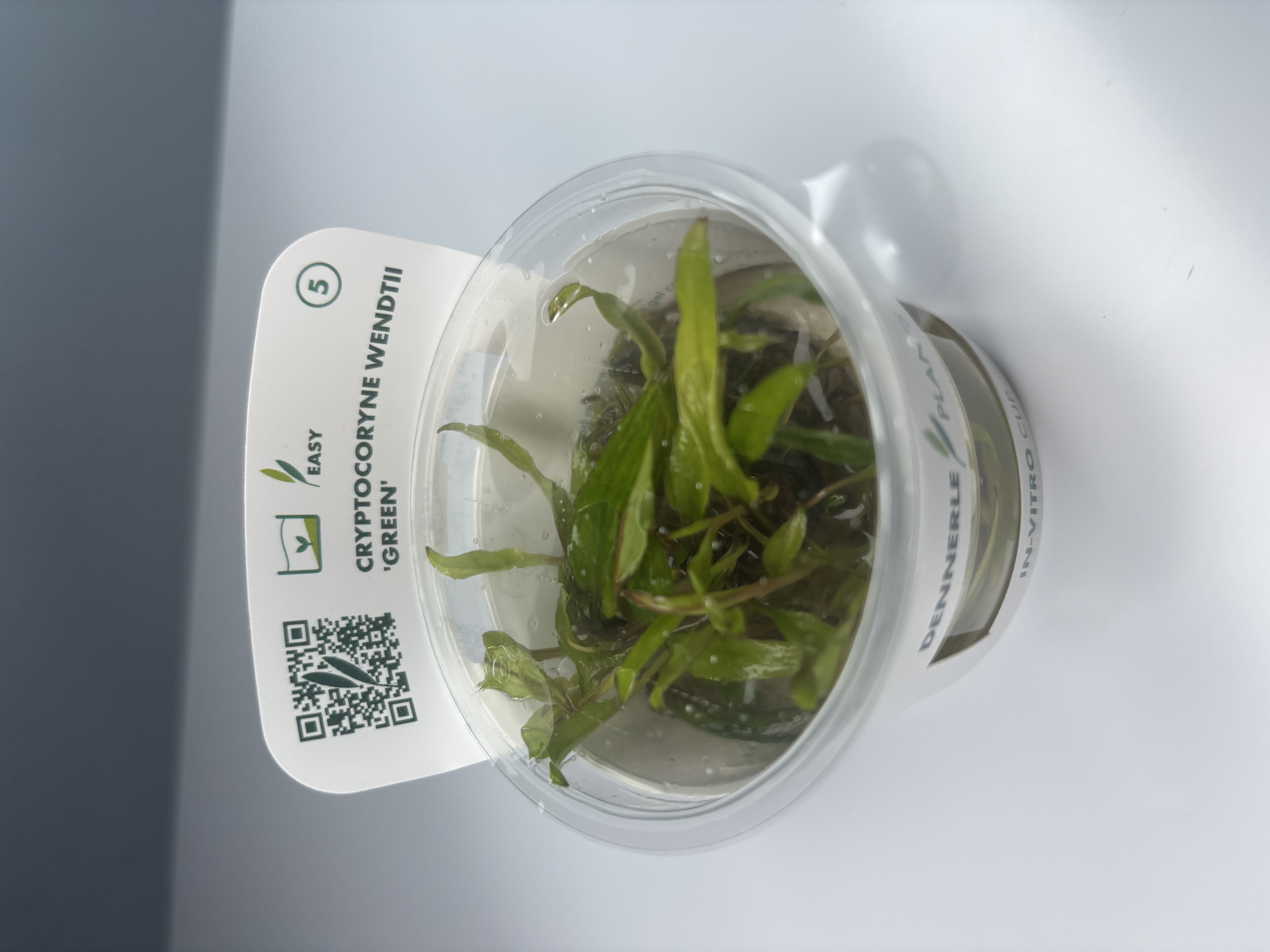 Cryptocoryne Wendtii 'Green'