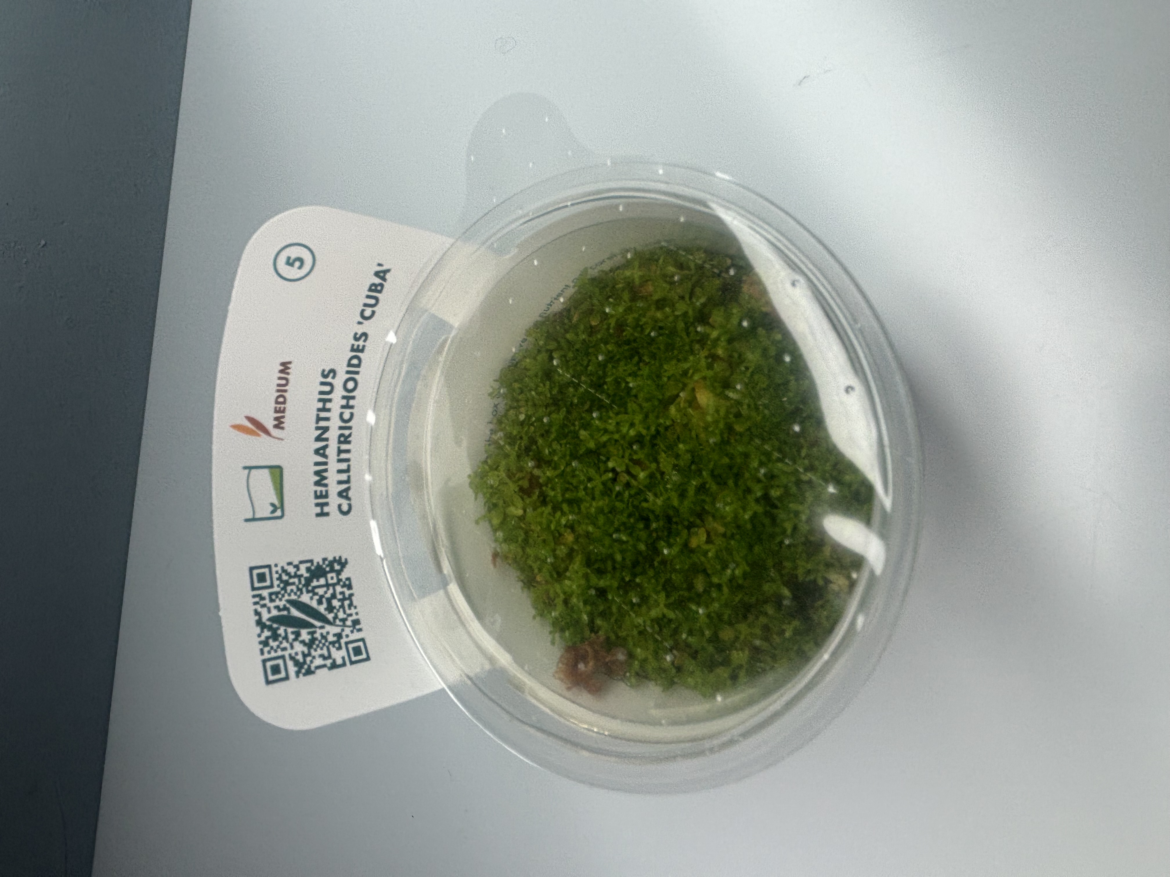 Hemianthus Callitrichoides 'Cuba'