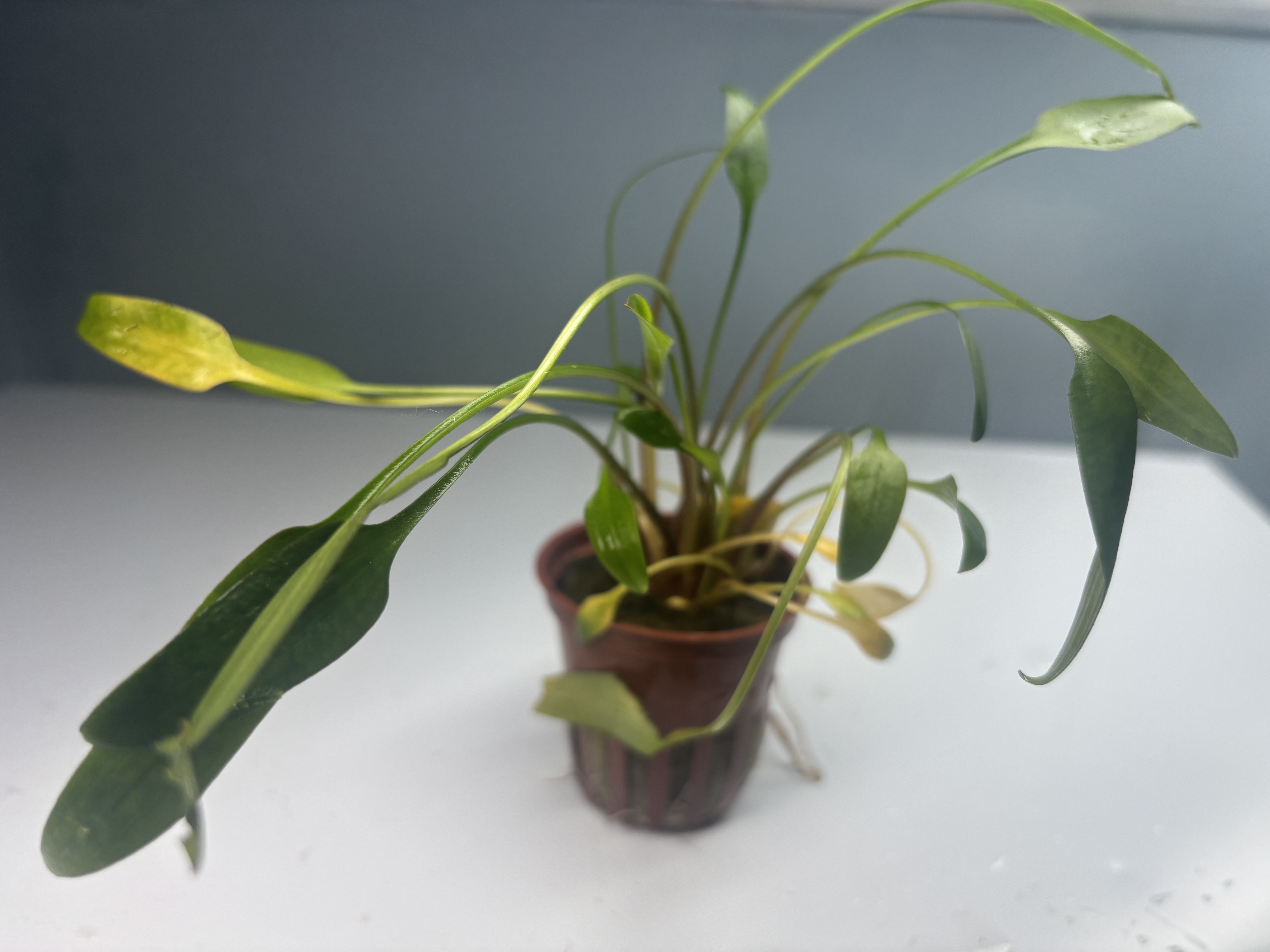 Cryptocoryne x Willisii POTTED