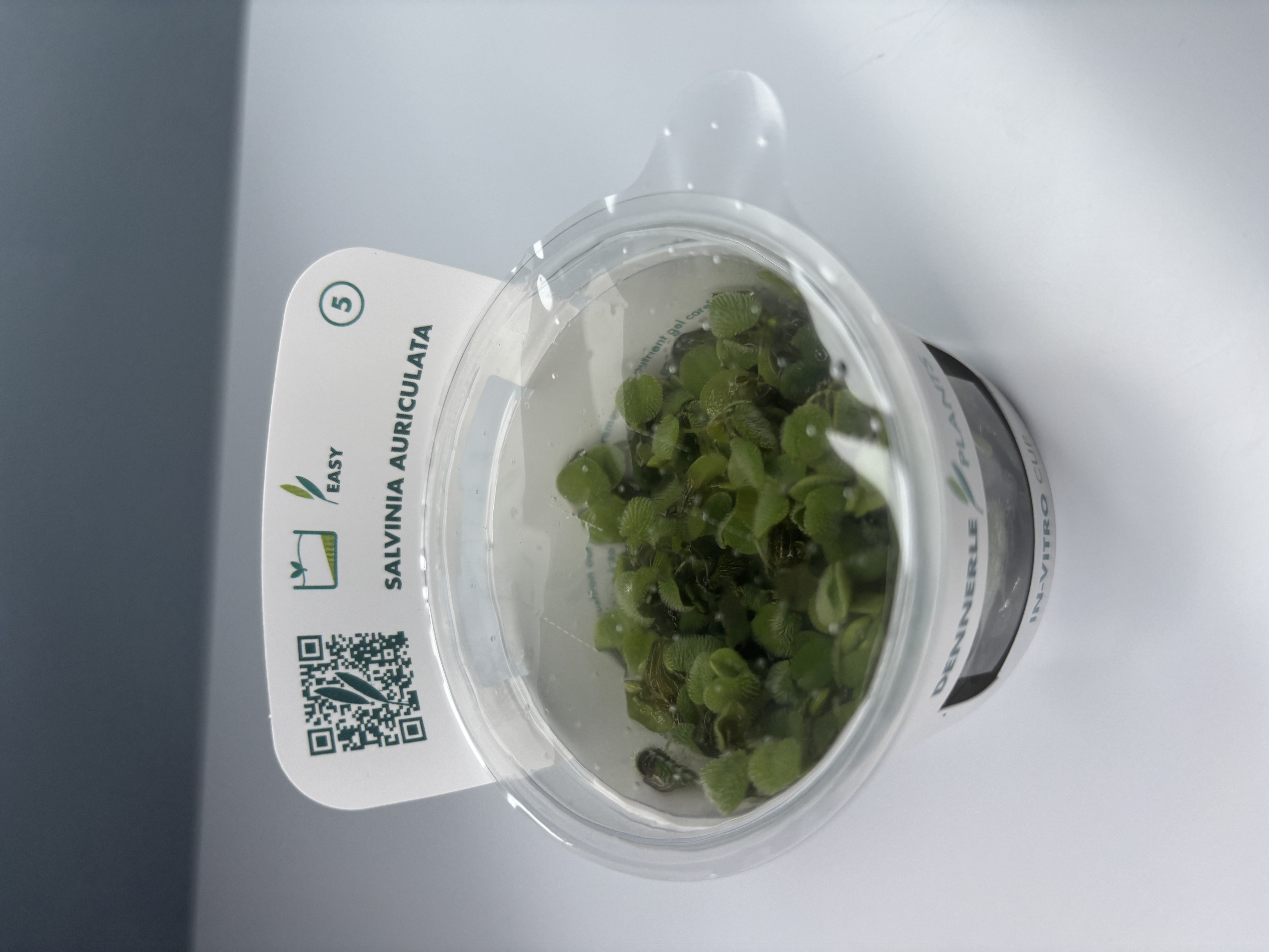 Salvinia Auriculata
