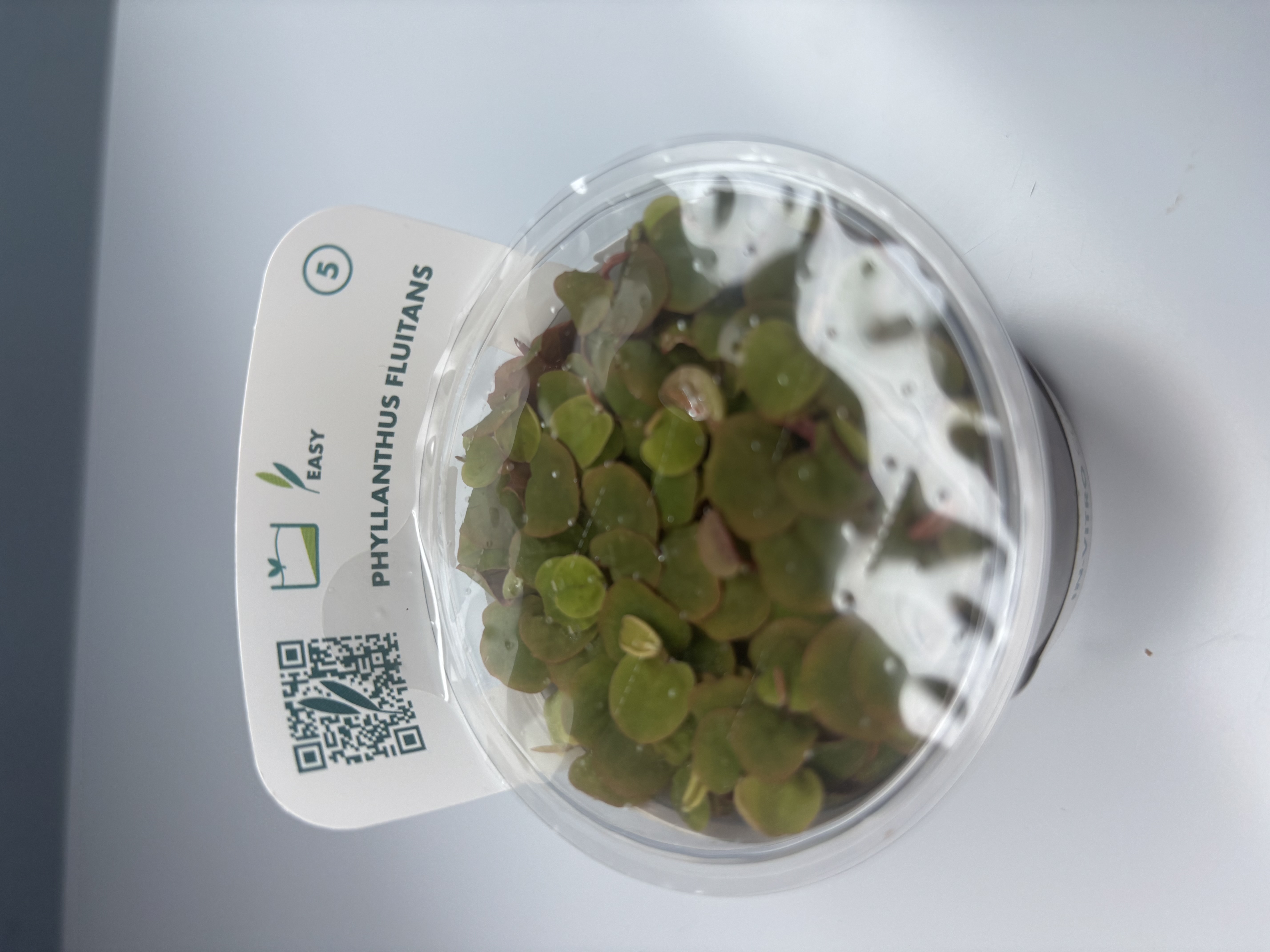 Phyllanthus Fluitans