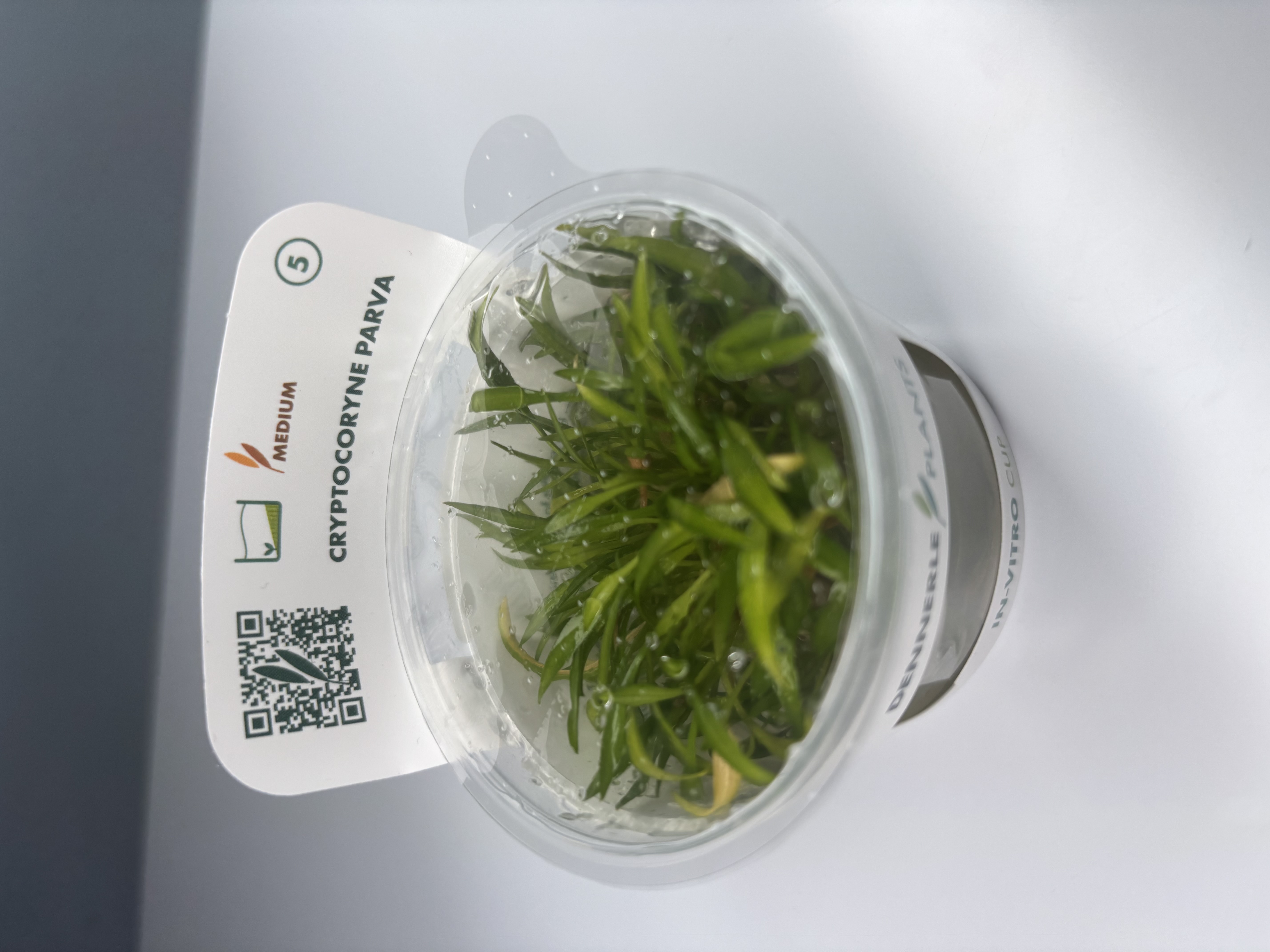 Cryptocoryne Parva