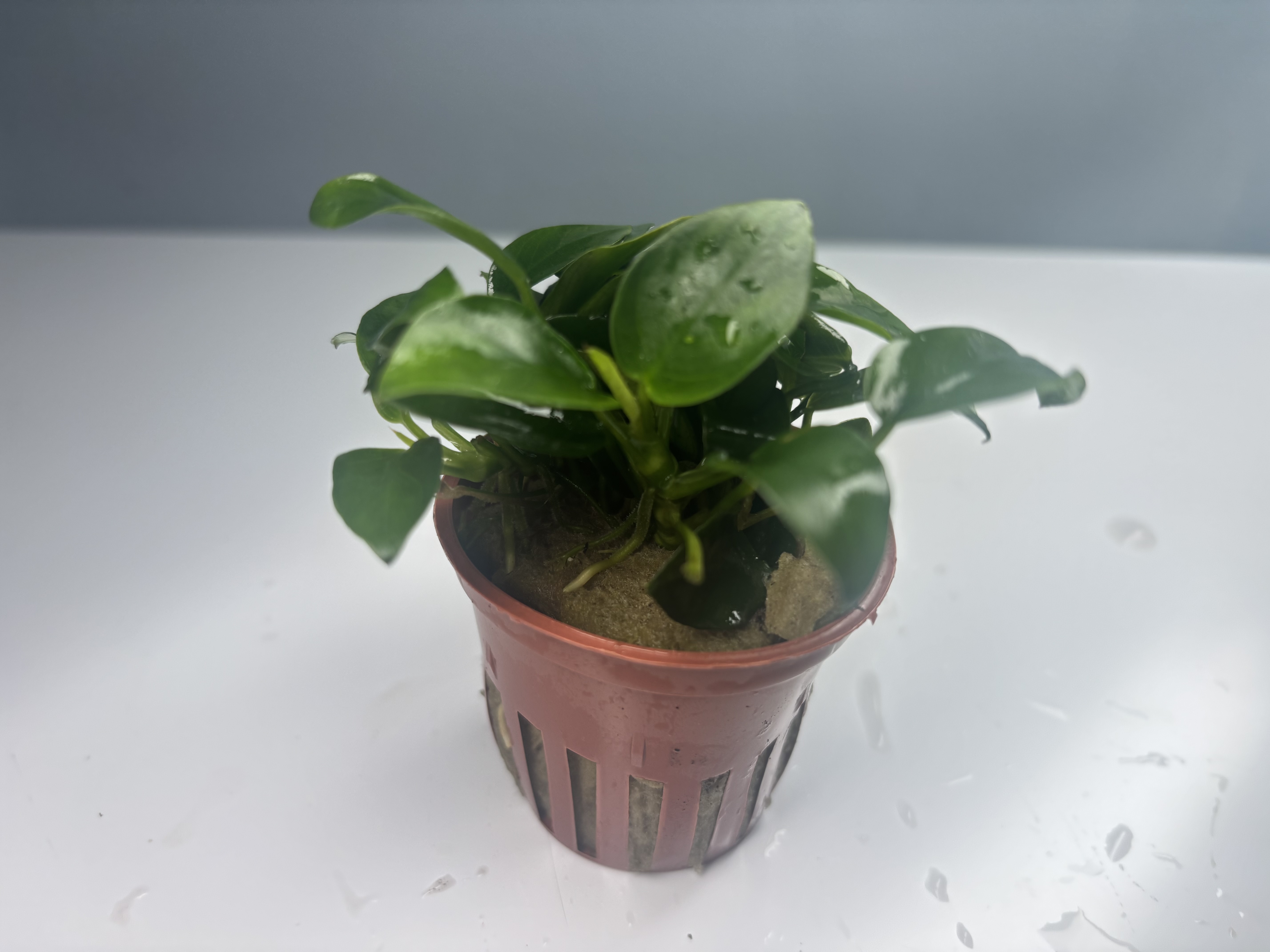 Anubias Barteri 'Petite' POTTED