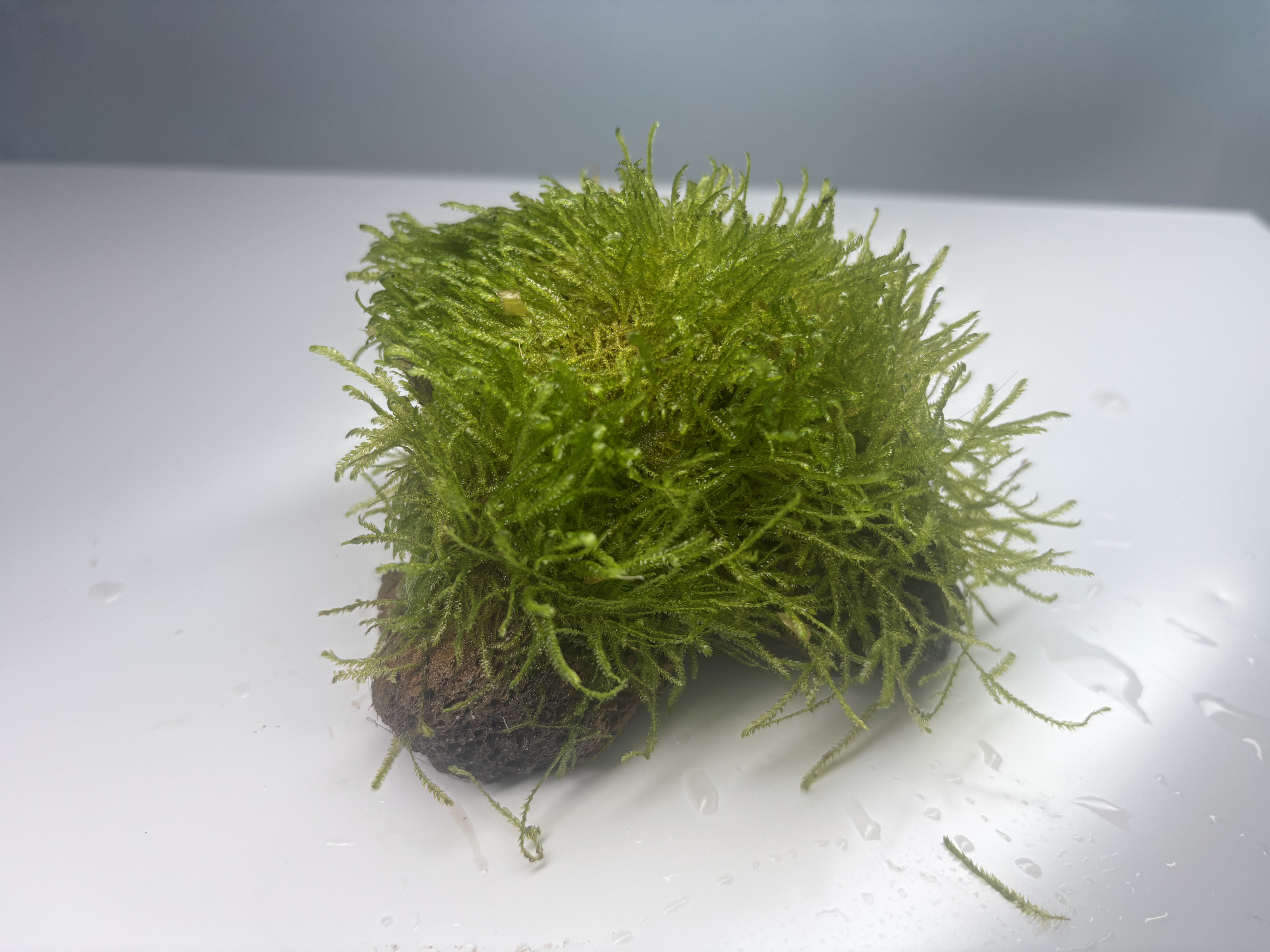 Taxiphyllum Barbieri 'Borgor Moss' On Rock