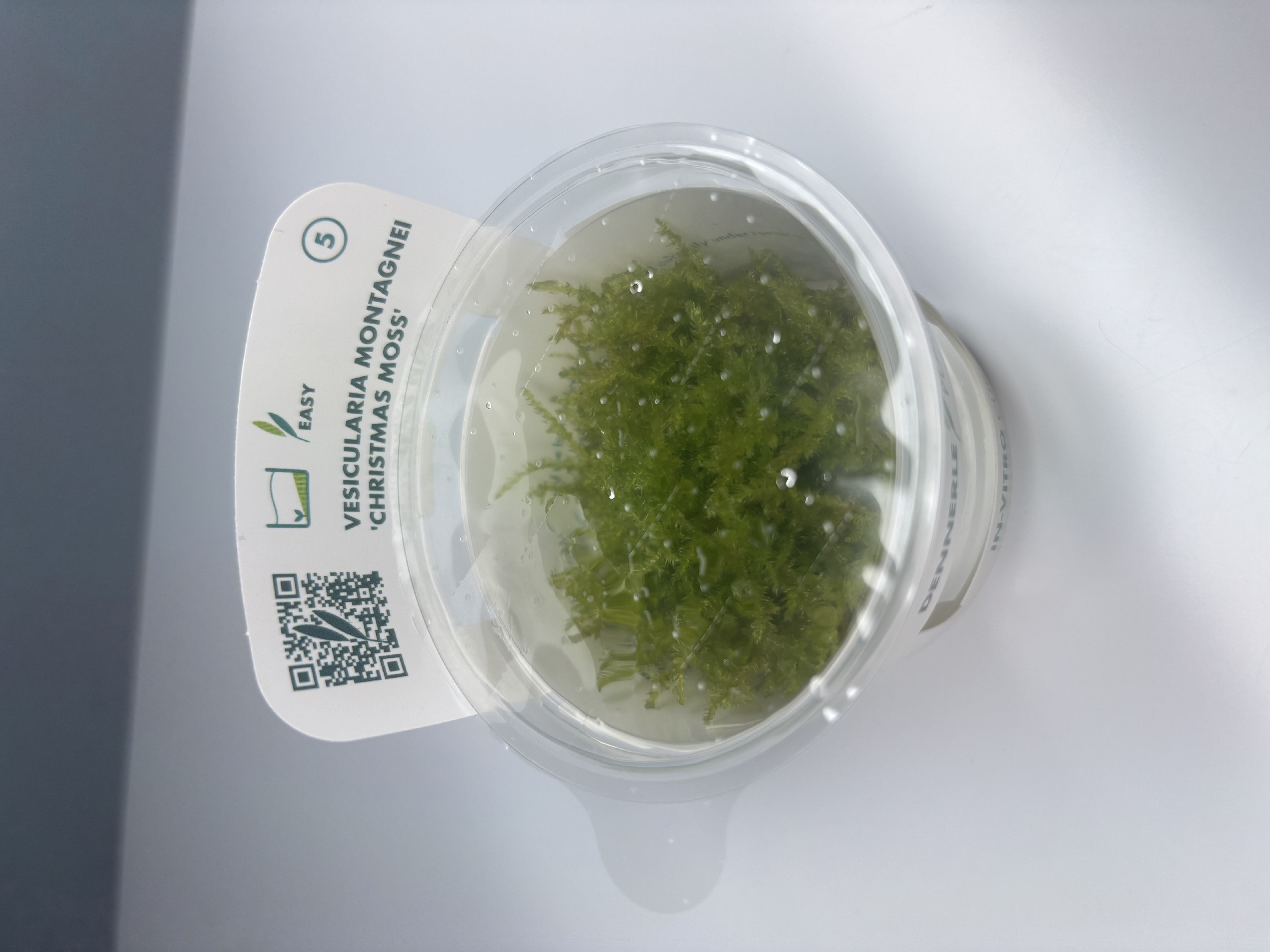 Vesicularia Montagnei 'Christmas Moss'