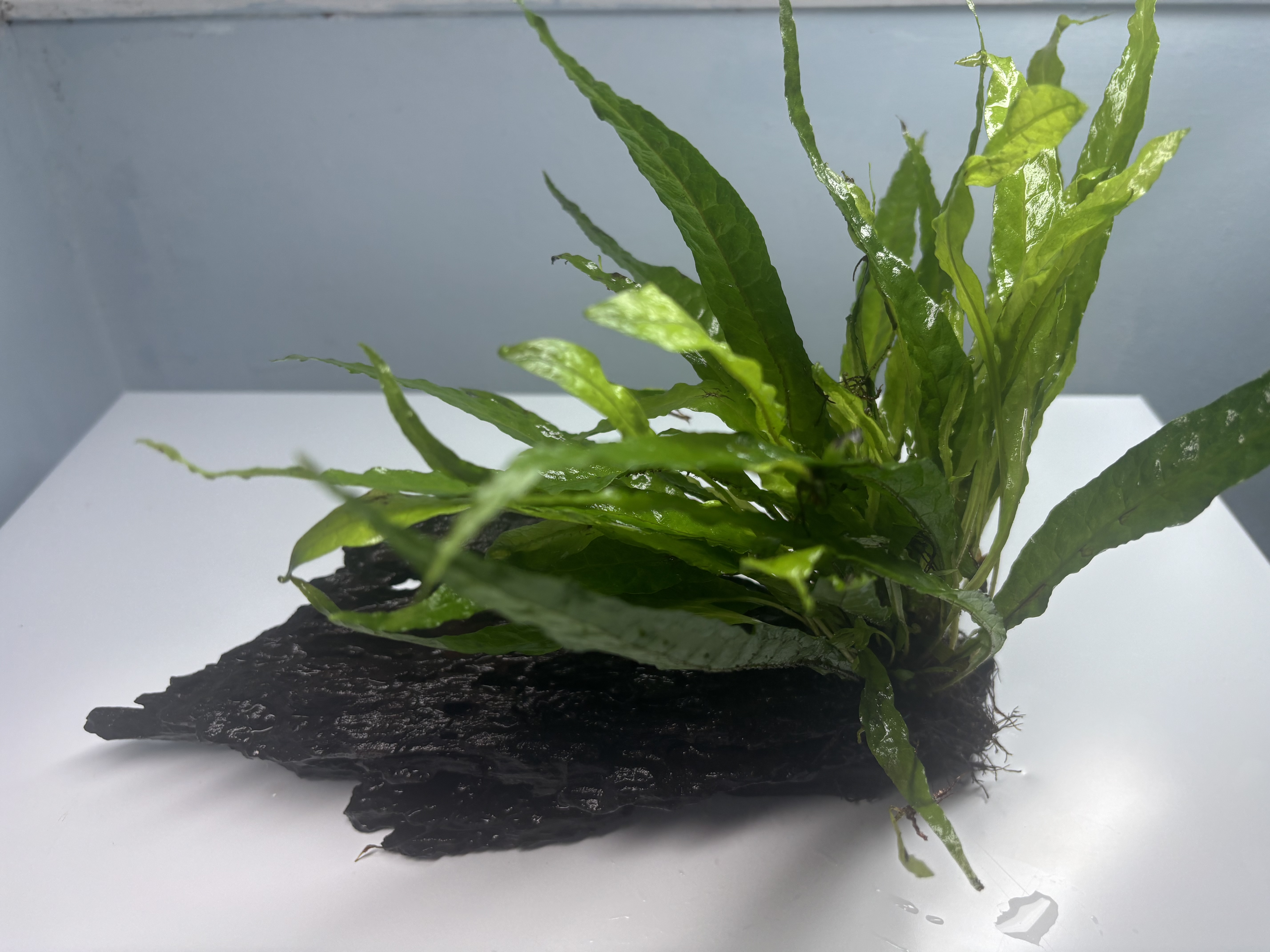 Java Fern On Wood