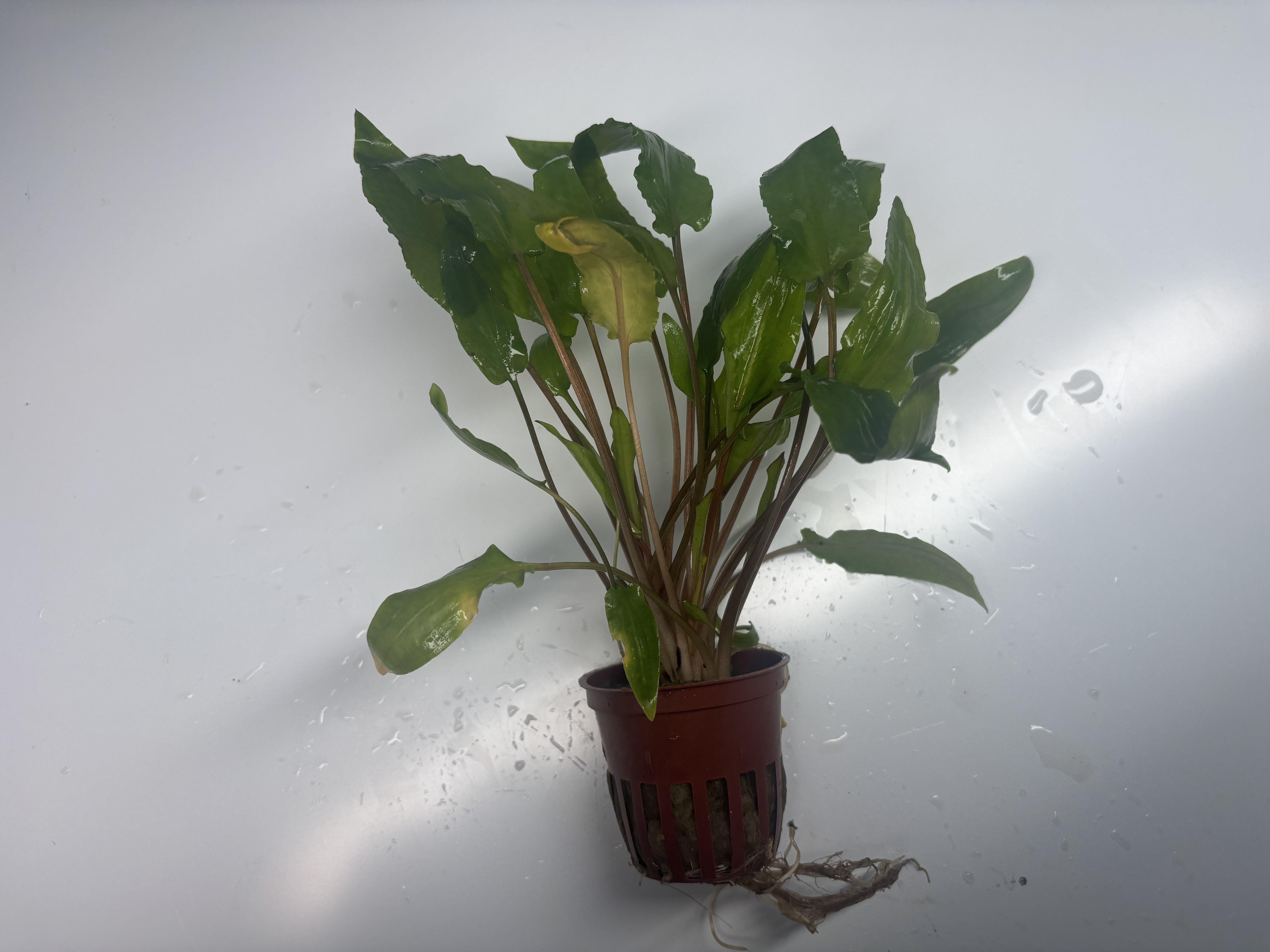 Cryptocoryne Wendtii 'Green' POTTED