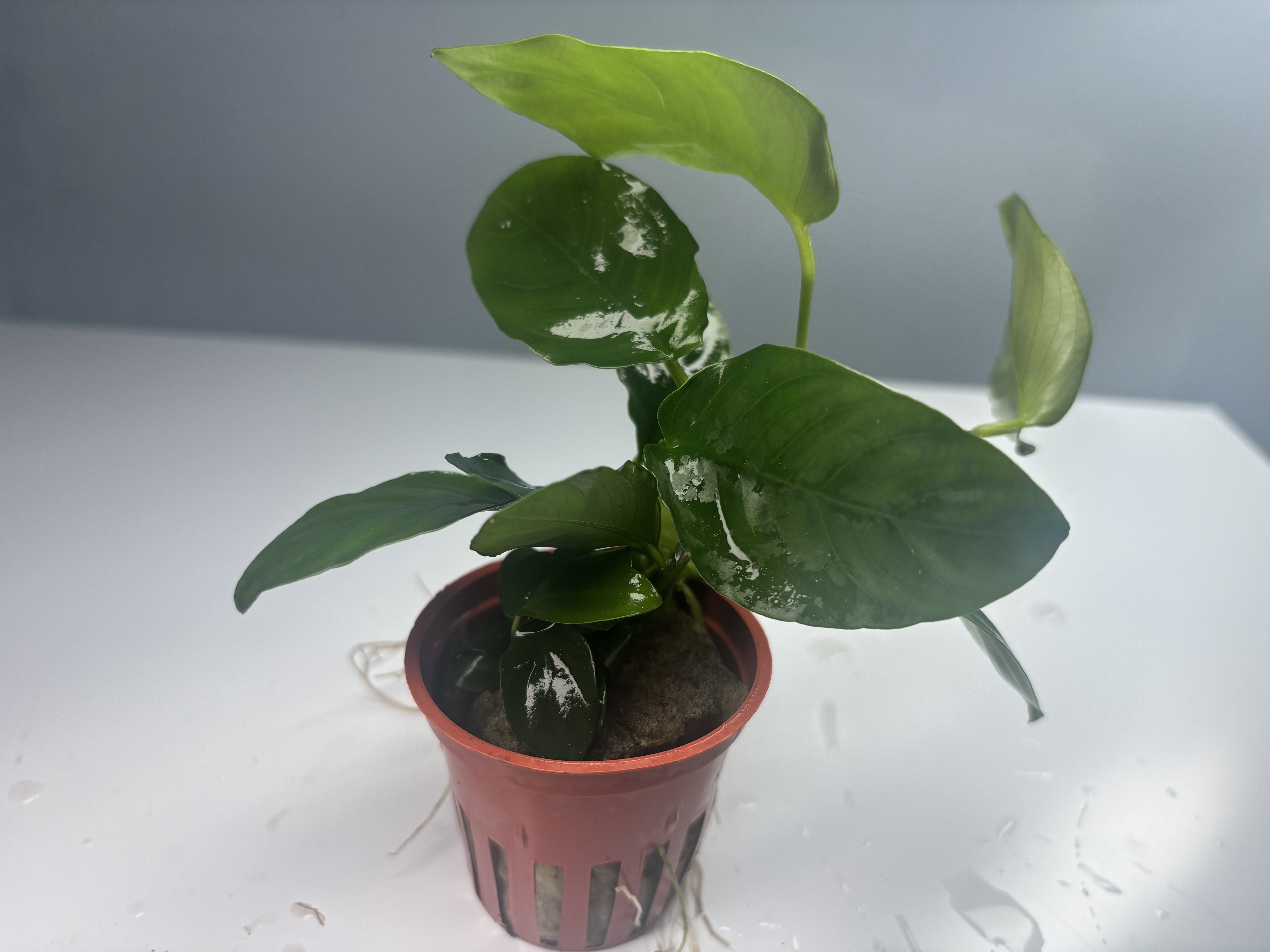 Anubias Barteri Var. Nana POTTED - Image 2