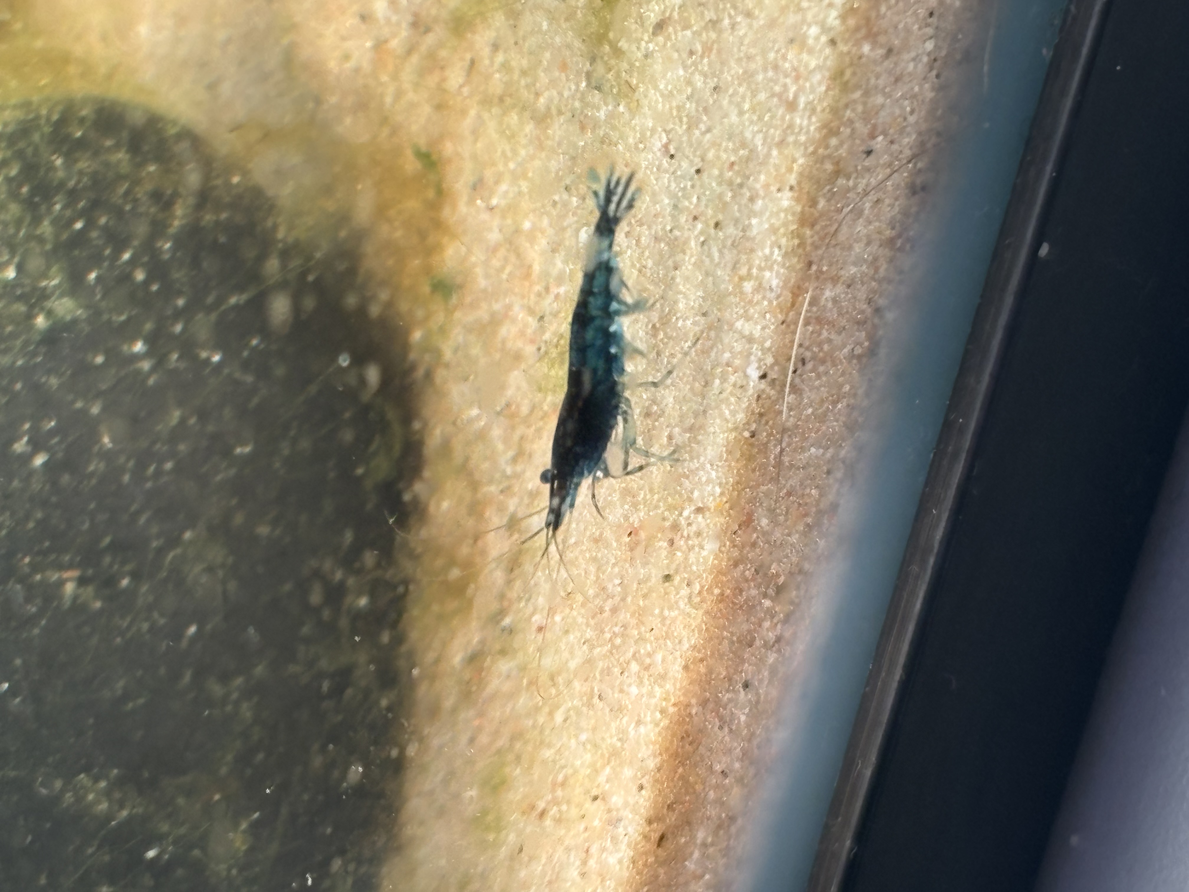 Blue Dream Shrimp
