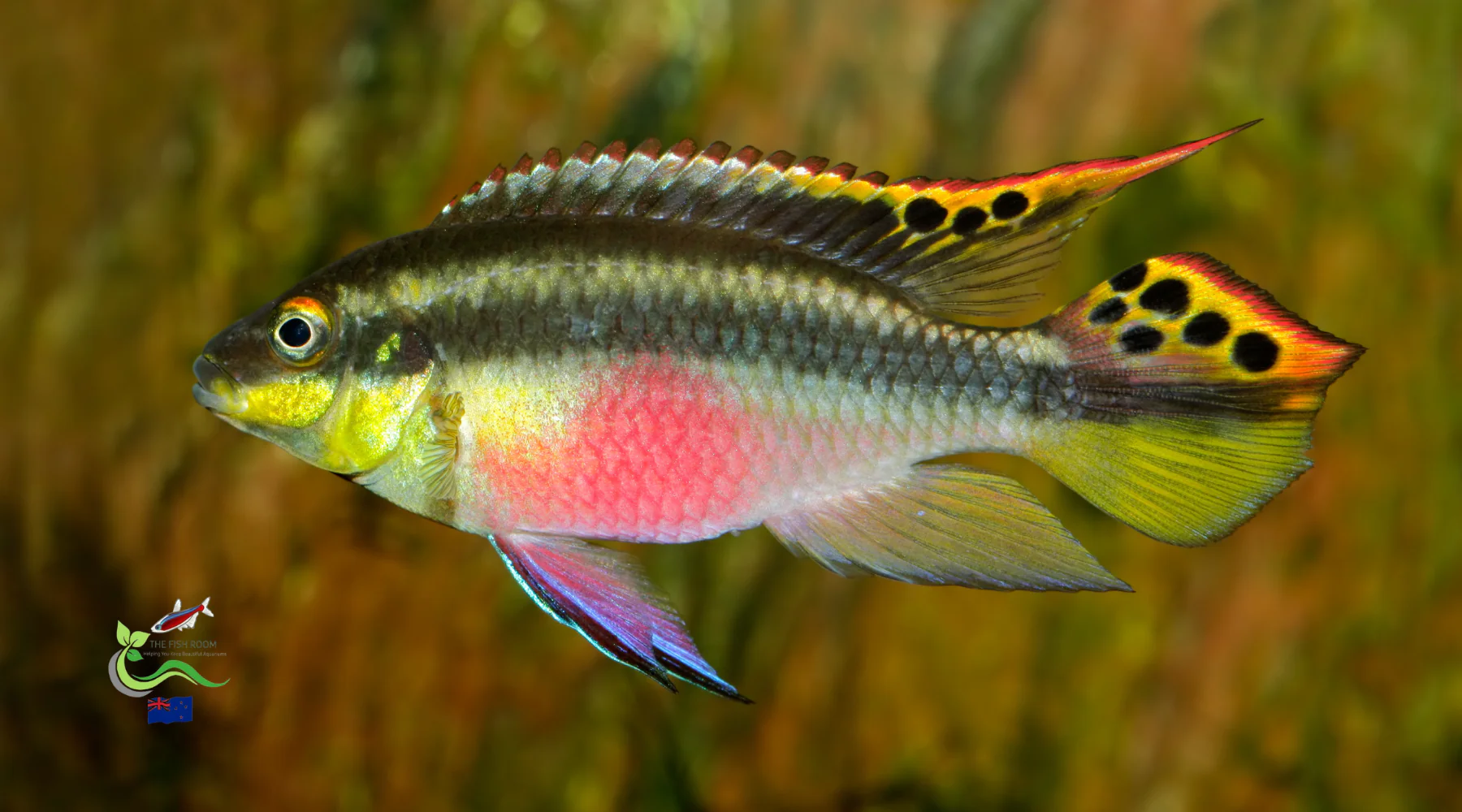 Kribensis