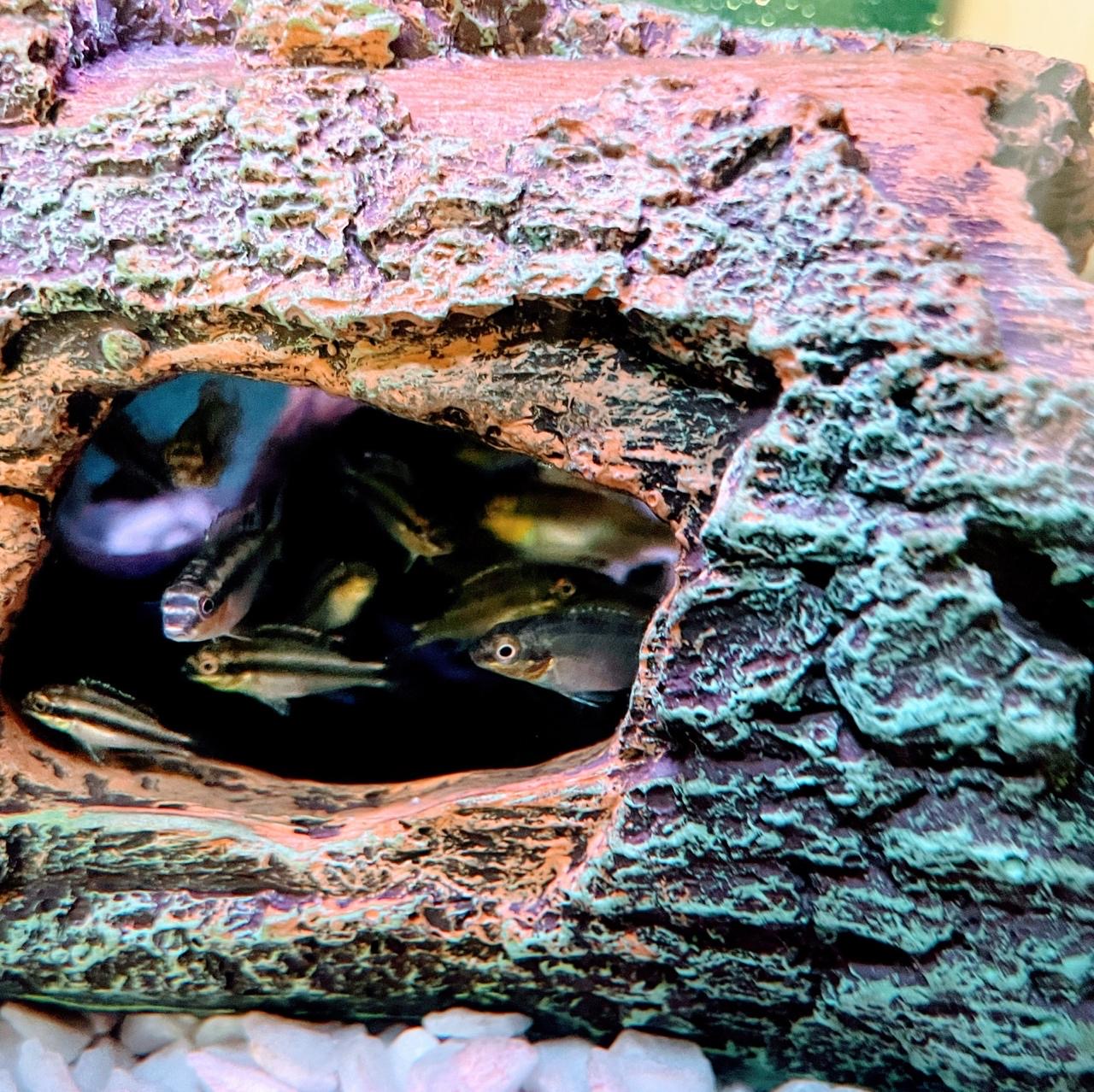 Kribensis - Image 3